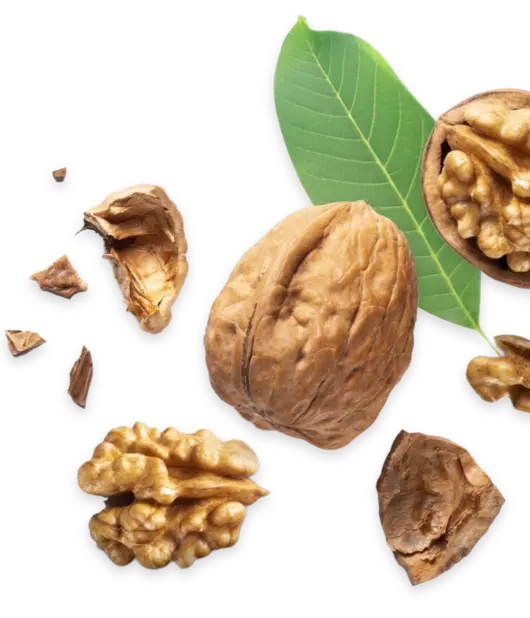 buy walnuts wholesale